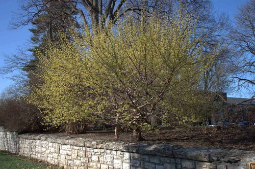 Japanese Cornel Dogwood spring