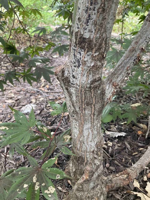 Japanese Maple bark