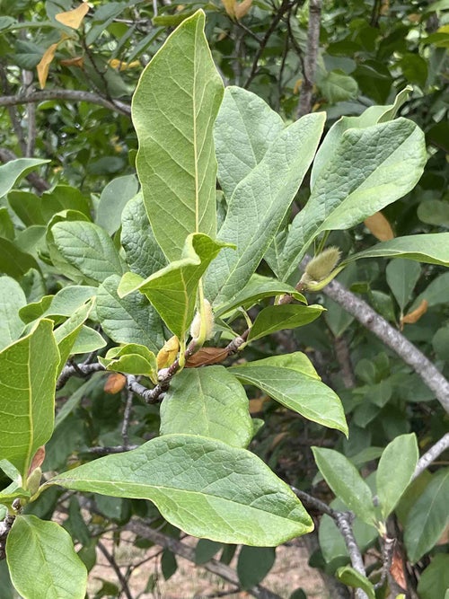 Betty Magnolia leaf