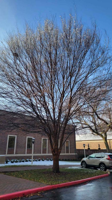 Lacebark Elm winter