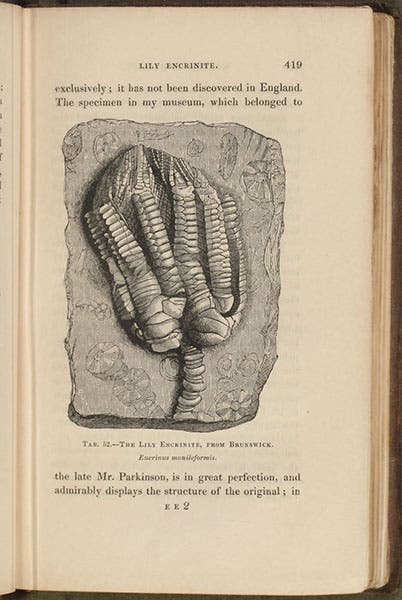 Lily encrinite, wood engraving, The Wonders of Geology, by Gideon Mantell, vol. 2, p. 419, 1838 (Linda Hall Library)