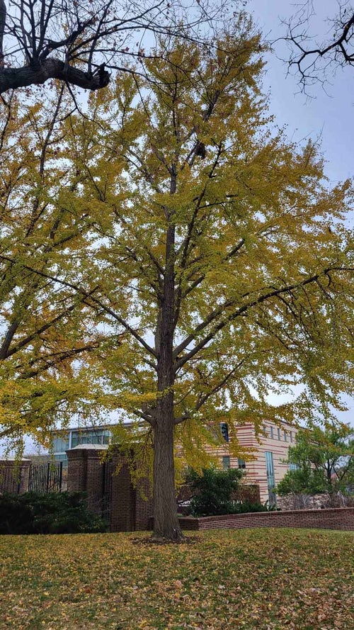 Ginkgo fall