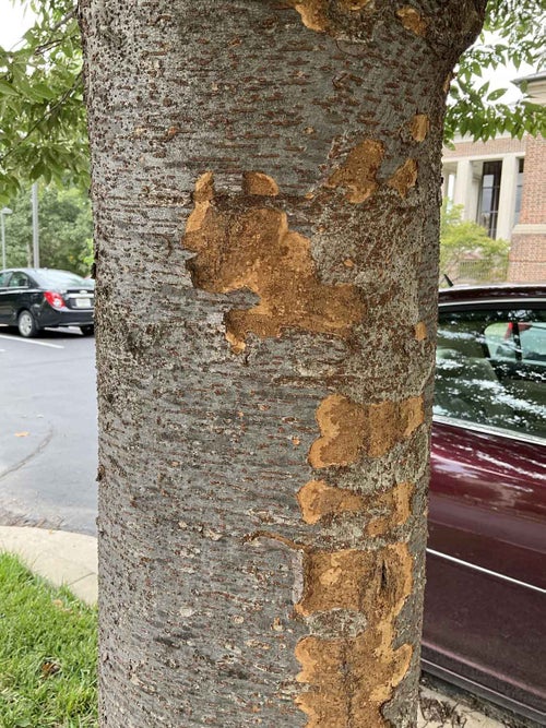 Japanese Zelkova bark