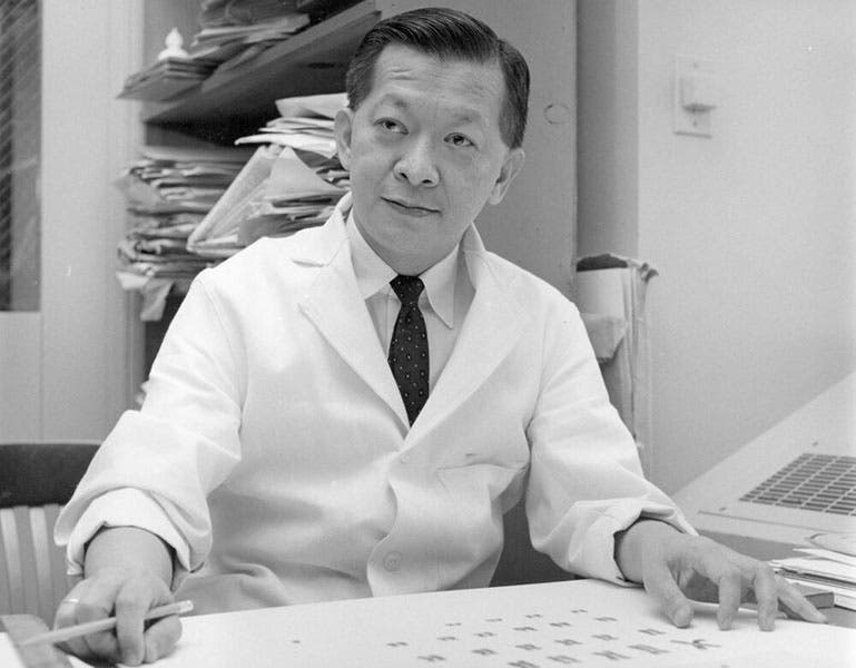 Joe Hin Tjio in the lab, undated photograph, Office of NIH History (sciencehistory.org)