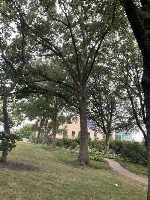 Swamp Chestnut Oak summer