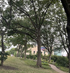 Swamp Chestnut Oak summer