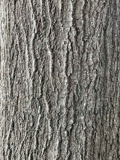 Red Oak bark