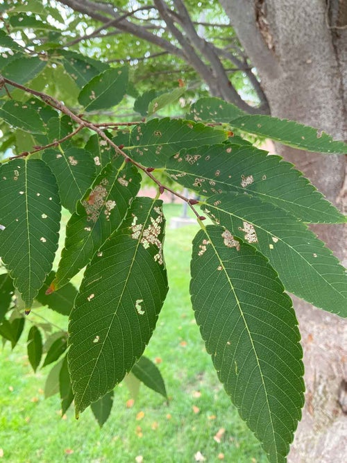 Japanese Zelkova leaf