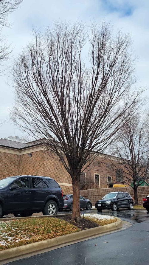 Japanese Zelkova winter