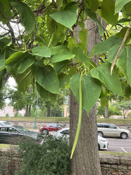 Common Catalpa fruit