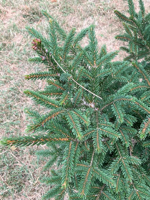 Oriental Spruce leaf