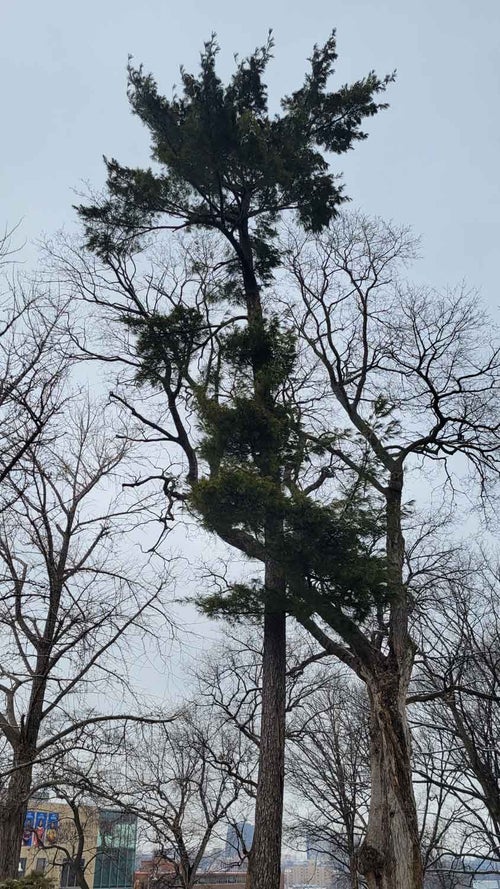 Red Cedar winter 2