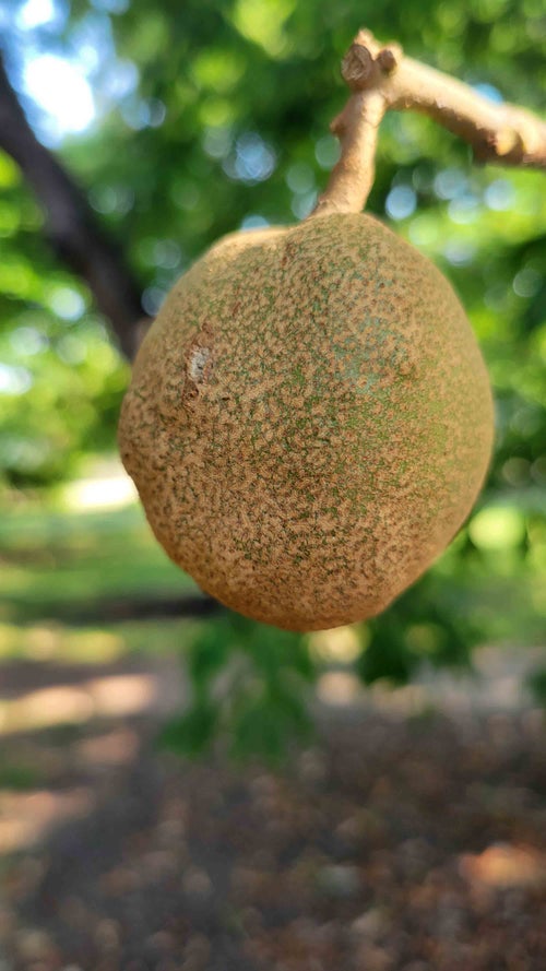 Yellow Buckeye fruit