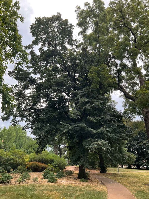 Silver Pendent Linden summer