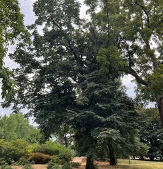 Silver Pendent Linden summer