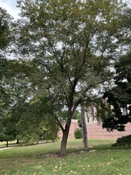 Pioneer Elm summer