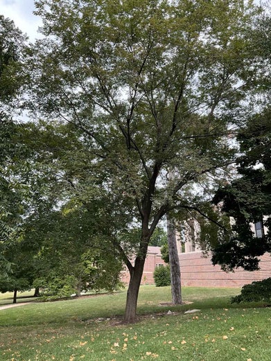 Pioneer Elm summer