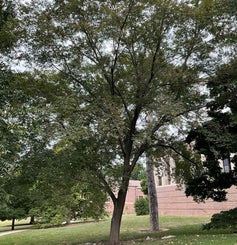 Pioneer Elm summer