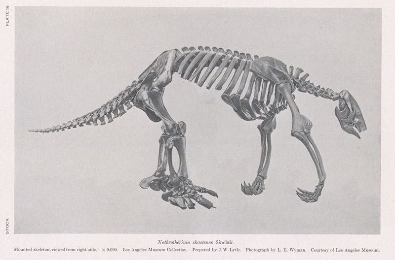 Skeletal restoration of Nothrotherium shastense, photograph of a drawing?, in Cenozoic Gravigrade Edentates of Western North America, by Chester Stock, plate 16 at end, 1925 (Linda Hall Library)
