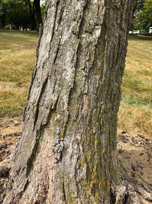 Sugar Maple bark