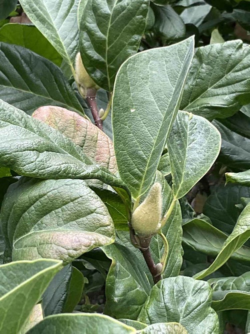 White Magnolia leaf