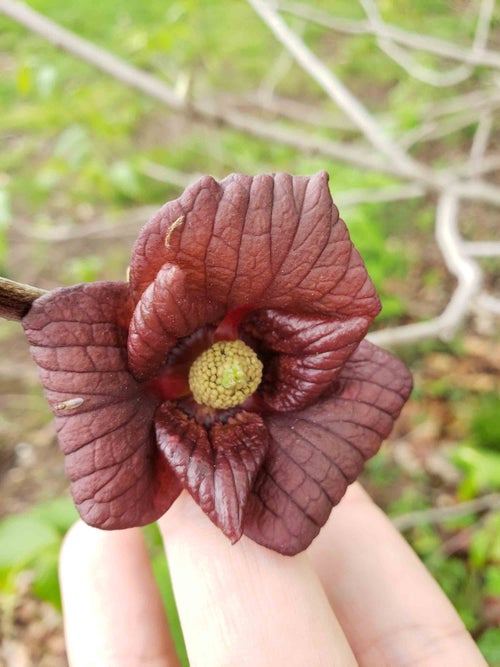 Common pawpaw flower