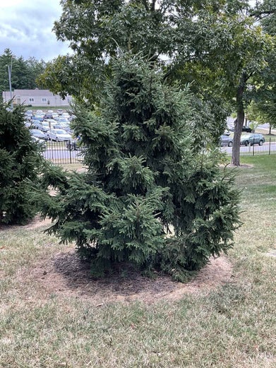 Oriental Spruce summer