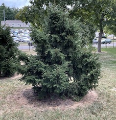 Oriental Spruce summer