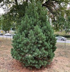 Swiss Stone Pine summer