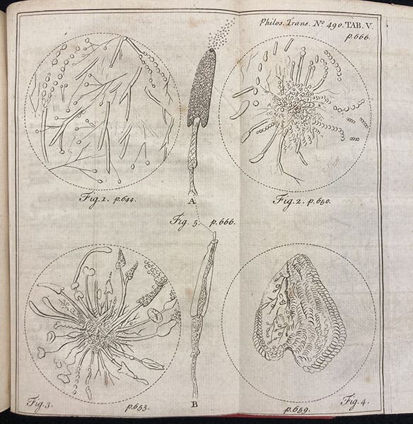Plate showing infusions of wheat and eels used in his experiments, “A Summary of some late Observations upon the Generation, Composition, and Decomposition of Animal and Vegetable Substances,” by John Turberville Needham, Philosophical Transactions of the Royal Society of London, vol. 45, plate 5, opp. p. 666, 1748 (Linda Hall Library)