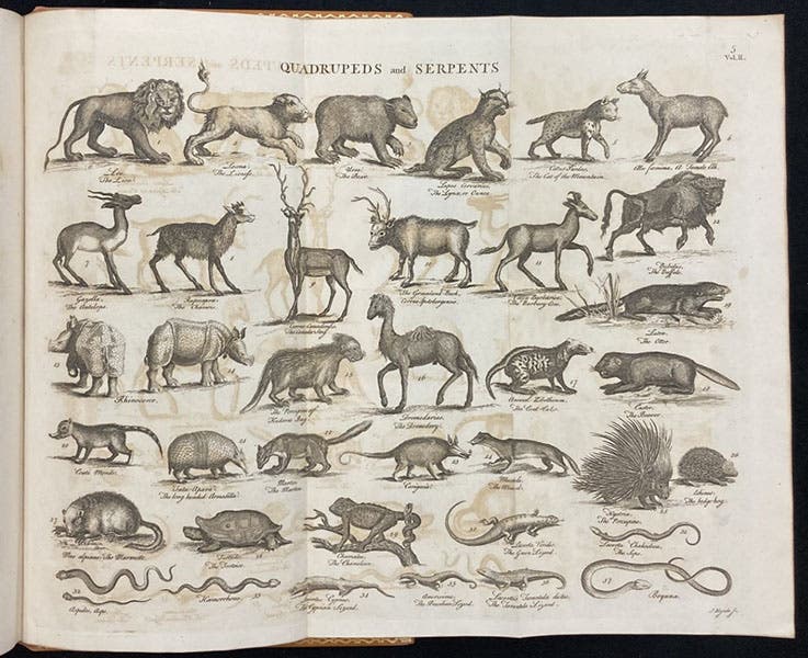 “Quadrupeds and Serpents,” engraving,” A Supplement to Mr. Chambers's Cyclopaedia: or, Universal Dictionary of Arts and Sciences, ed. by John Hill et al., vol. 1, plate 5 at end, 1753 (Linda Hall Library)