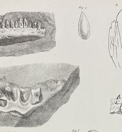 Two jaws of Thecodontosaurus and drawings of teeth, detail of a lithographed plate in “A description of various fossil remains of three distinct saurian animals, recently discovered in the Magnesian Conglomerate near Bristol," by Henry Riley and Samuel Stutchbury, Transactions of the Geological Society of London, plate 29, end of vol. 5, ser. 2, 1840. (Linda Hall Library)