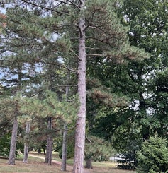 Austrian Pine summer