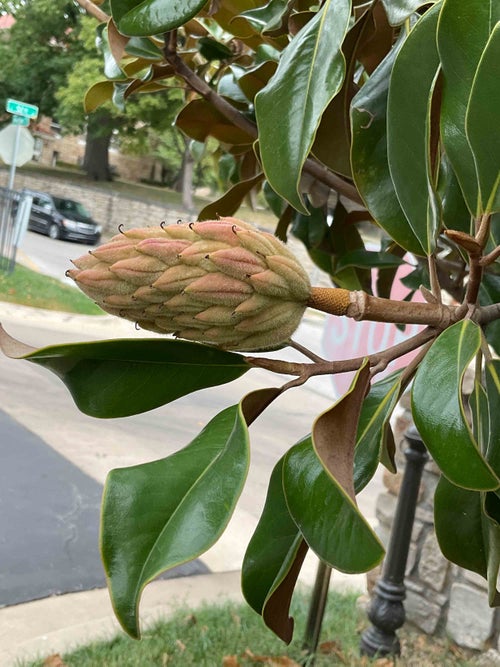 Southern Magnolia fruit