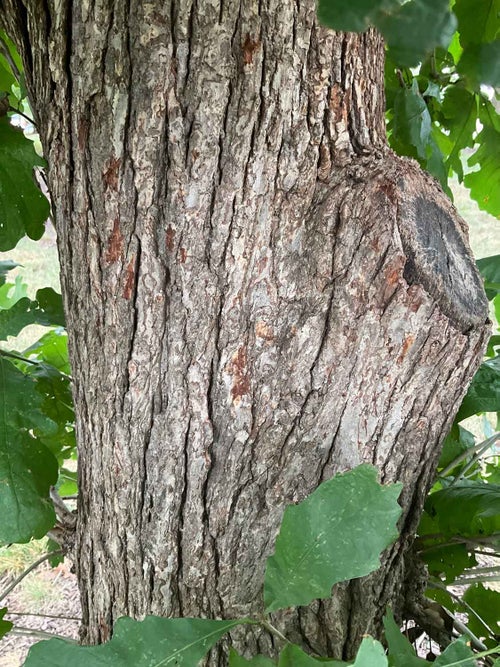 Faxon Oak bark