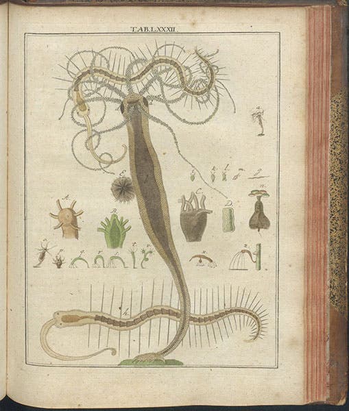 Hydra, hand-colored engraving, Mikroskopische Gemüths- und Augen-Ergötzung, by Martin Frobenius Ledermüller, plate 82, 1761 (The Linda Hall)