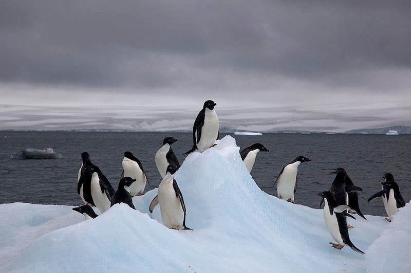 Adélie penguins on iceberg, photograph by Jason Auch (Wikimedia commons)