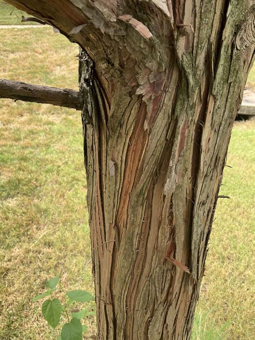 Pond Cypress bark