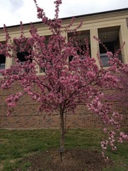 Flowering Crab spring