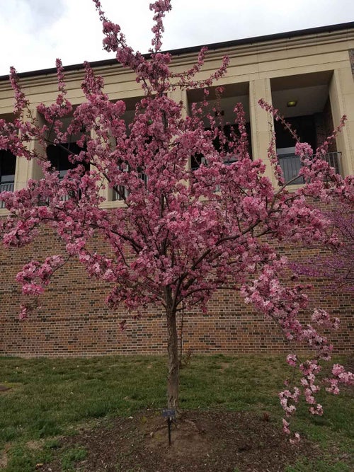 Flowering Crab spring