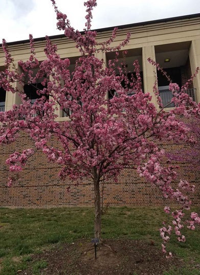 Flowering Crab spring