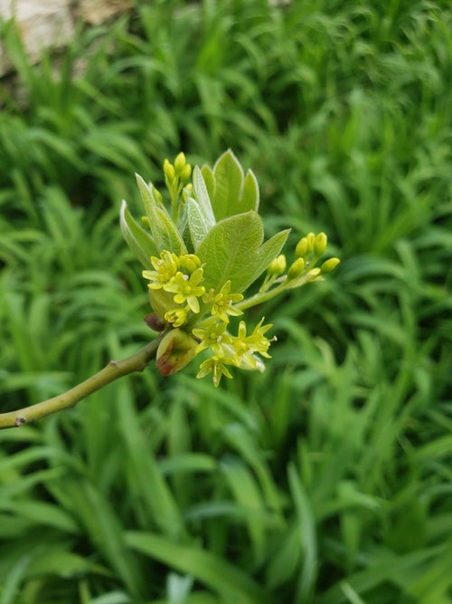 Sassafras flower