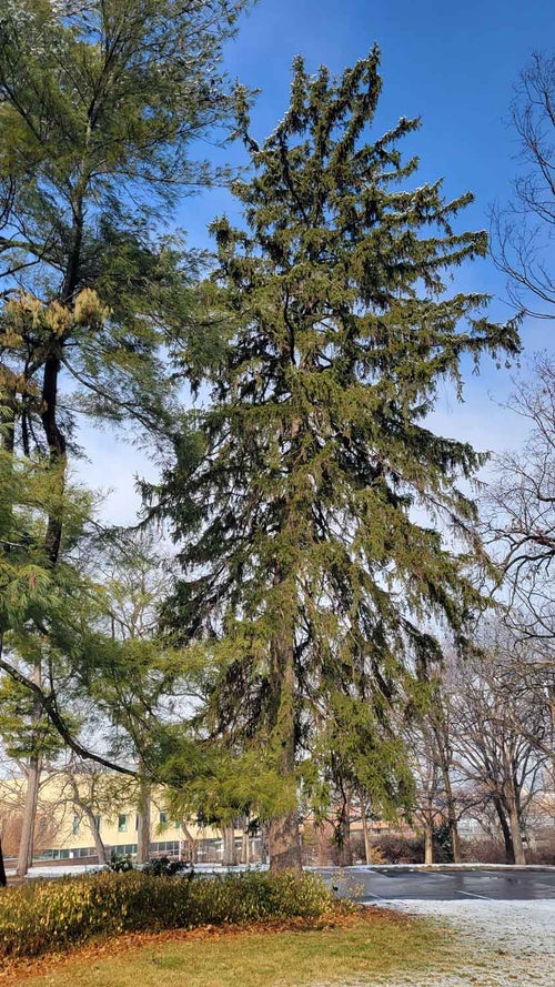 Norway Spruce winter