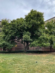 Saucer Magnolia summer