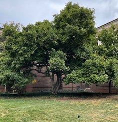 Saucer Magnolia summer