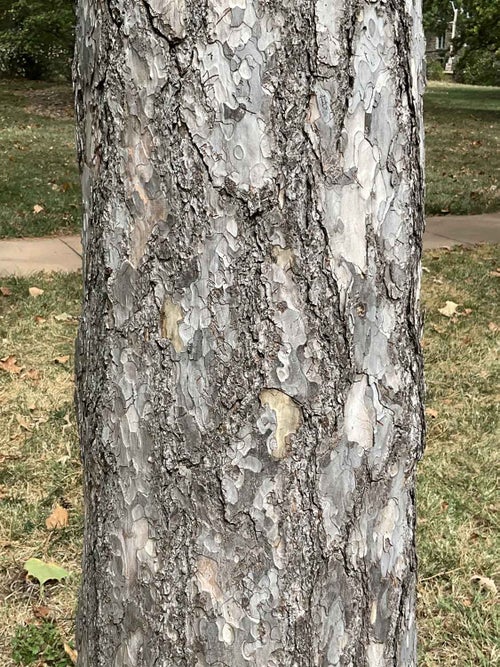 Austrian Pine bark