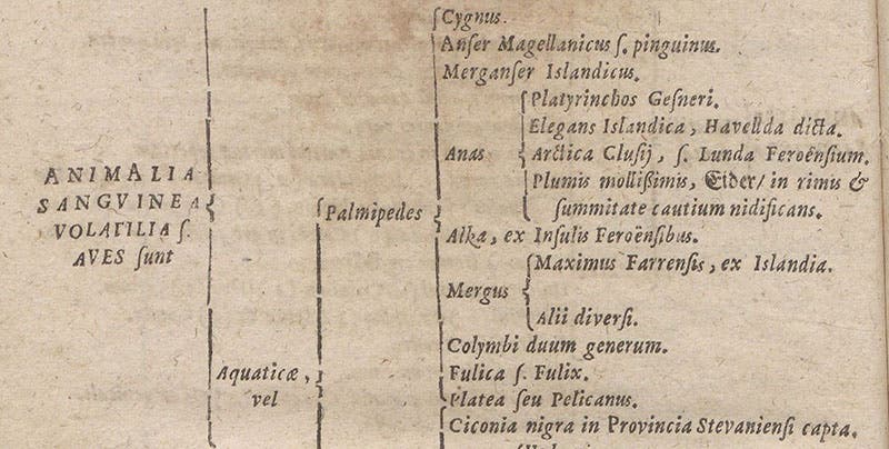 Description of the great auk in Ole Worm’s museum, Synopsis methodica rariorum in Musaeo ... Olai Wormii, by Georg Seger, detail of p. 36, 1653 (Linda Hall Library)