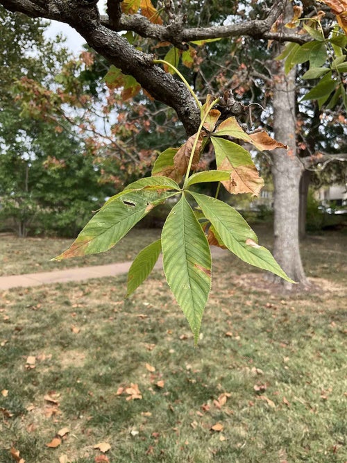 Ohio Buckeye leaf