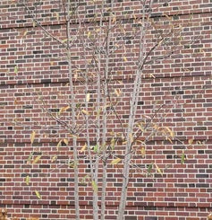 Sweetbay Magnolia winter