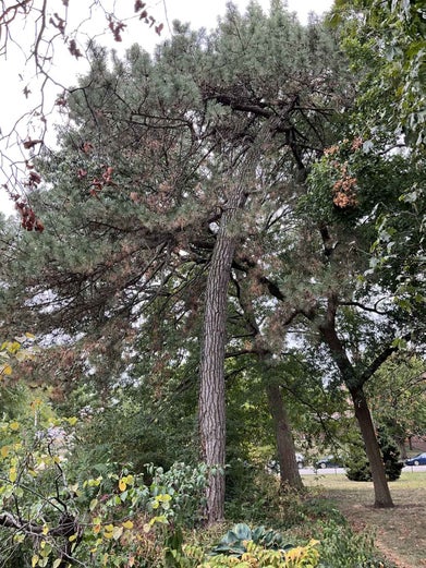 Austrian Pine summer